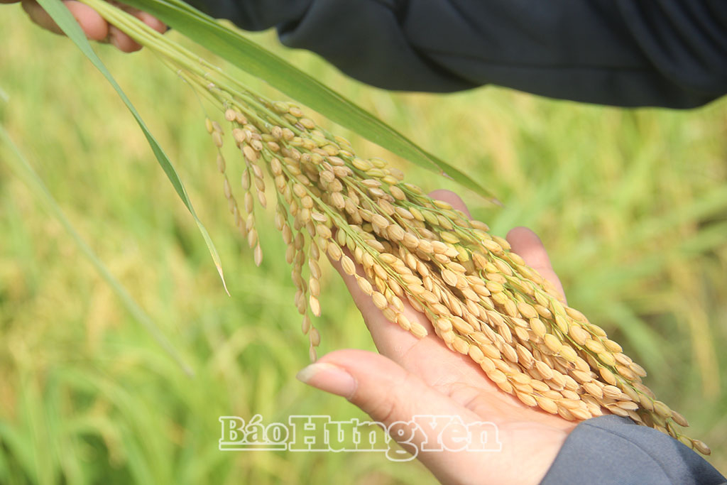 Nếp thơm Hưng Yên – khẳng định vị thế từ giống lúa nếp địa phương
