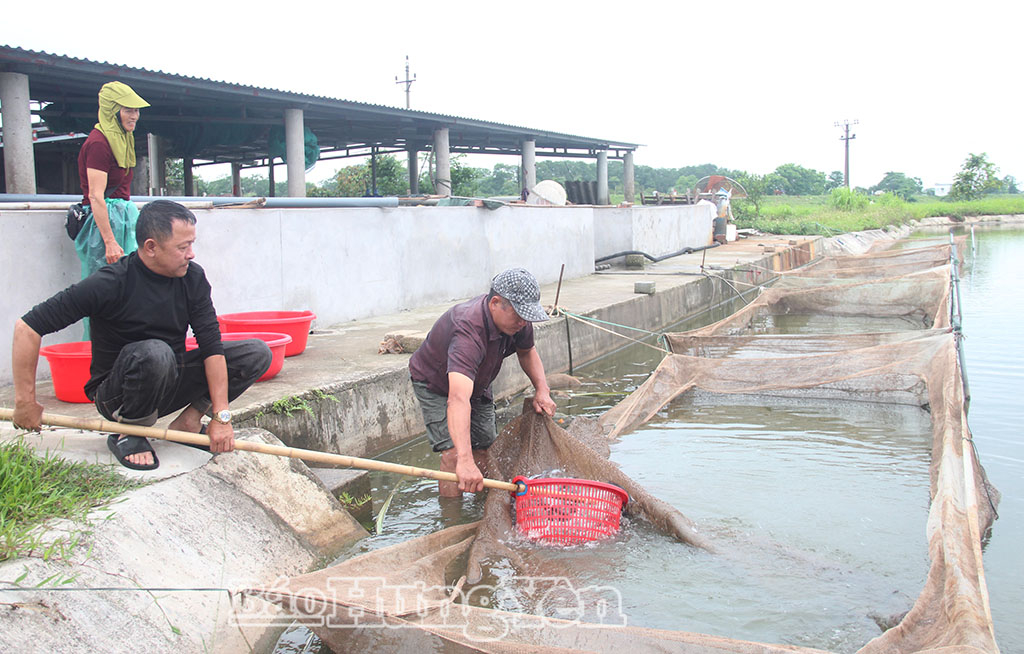 Xã Hồng Vũ khai thác lợi thế phát triển nông nghiệp bền vững