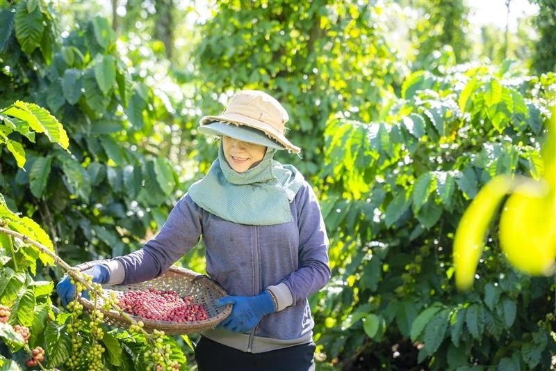 Tiêu dùng xanh: Cơ hội để doanh nghiệp nâng cao năng lực và phát triển bền vững