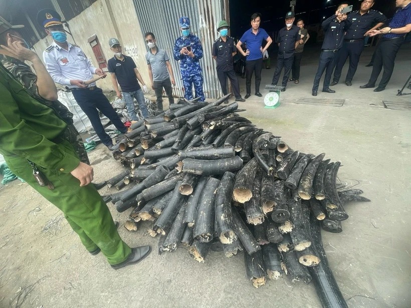 Nâng cao nhận thức của du khách về phòng, chống buôn bán ngà voi tại Việt Nam