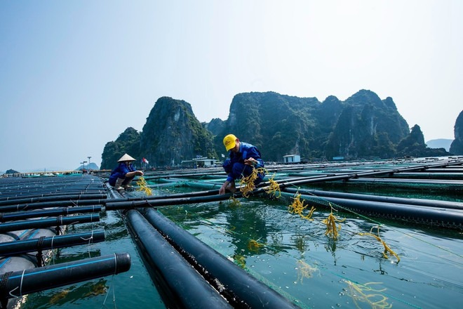 Tối ưu hóa chuỗi sản xuất và tìm kiếm thêm các thị trường cho thủy sản Việt Nam